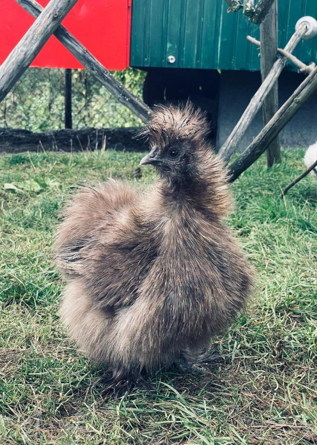 Ferienwohnung Seidenhuhn Kiefersfelden Exterior foto